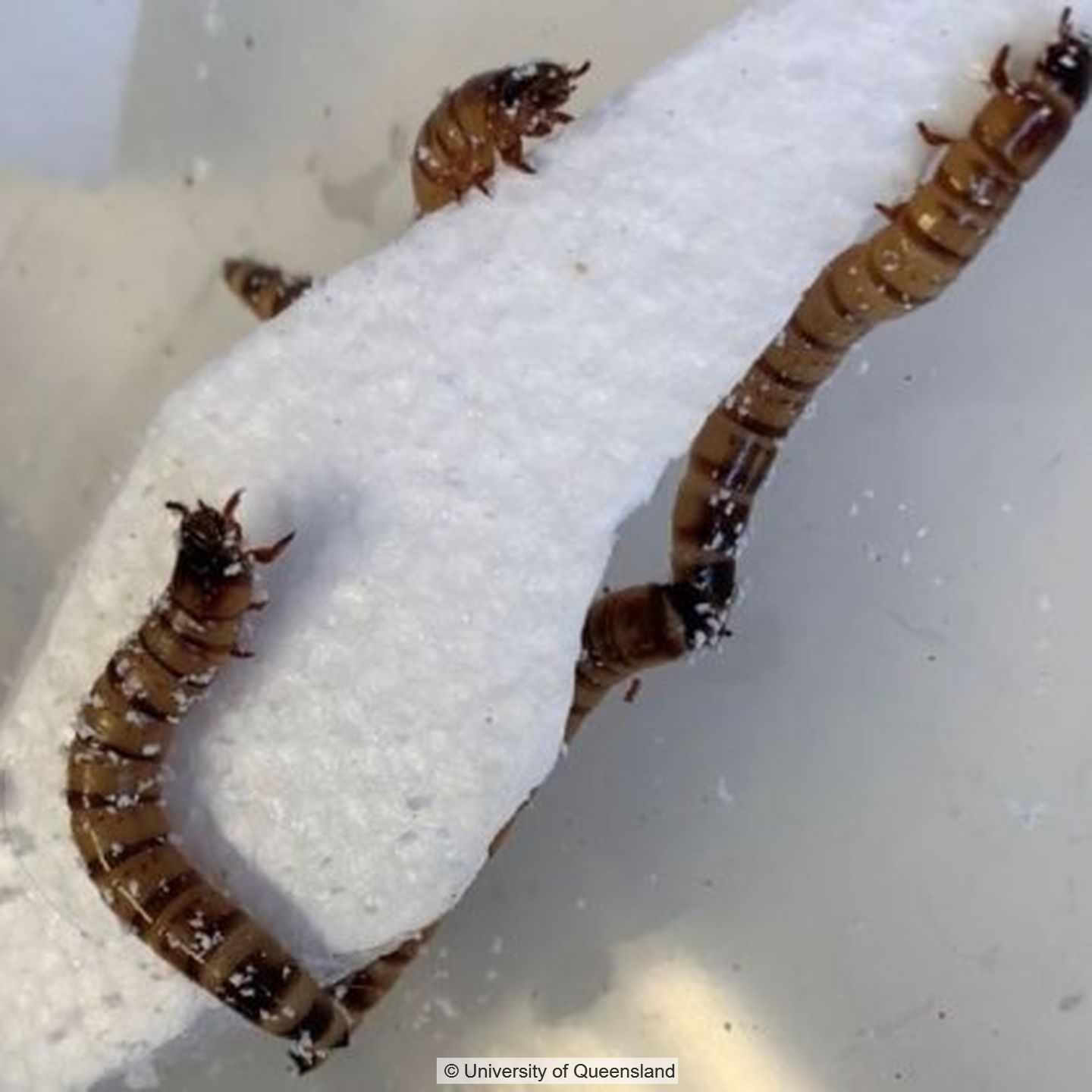 Drei Würmer krabbeln an Styropor entlang.